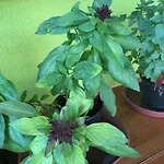 Apartmán Arvisura Vendeghazak Family And Pet Friendly Zsombo